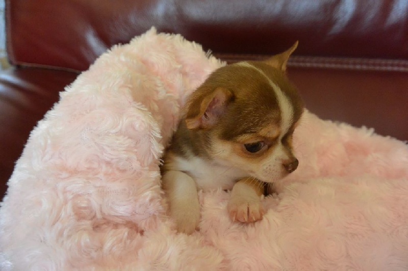 Des Petits Churros - Chihuahua - Portée née le 08/04/2015